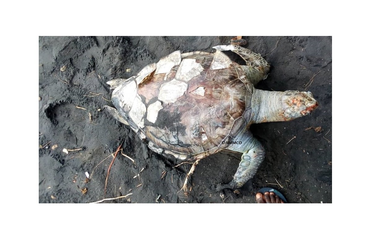  Plastic waste: a real threat for marine turtles in Cameroon